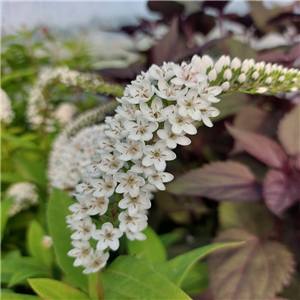 Lysimachia Clethroides